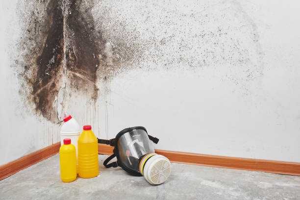 Best Crawl Space Mold Removal  in Driggs, ID