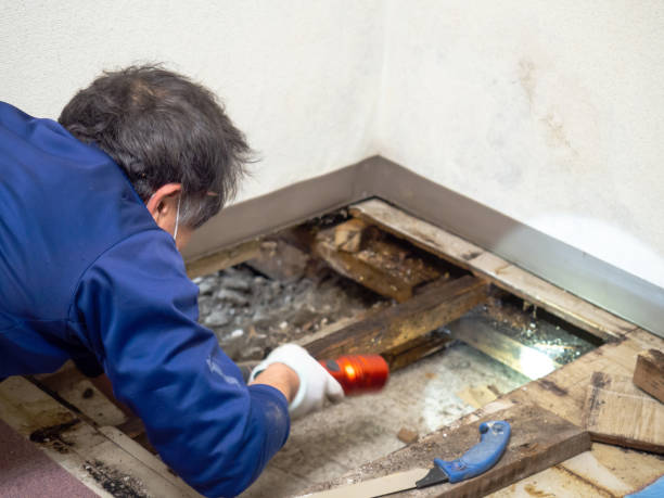 Reliable Driggs, ID Mold Removal Solutions
