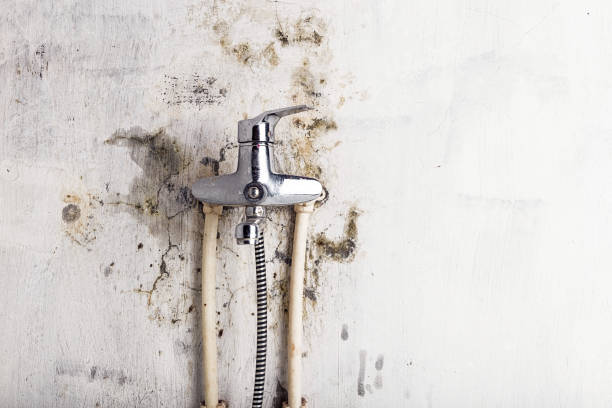 Best Mold Testing  in Driggs, ID