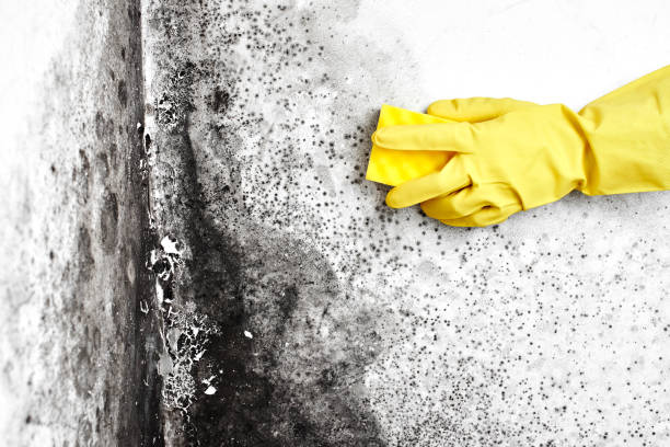 Best Toxic Mold Removal  in Driggs, ID