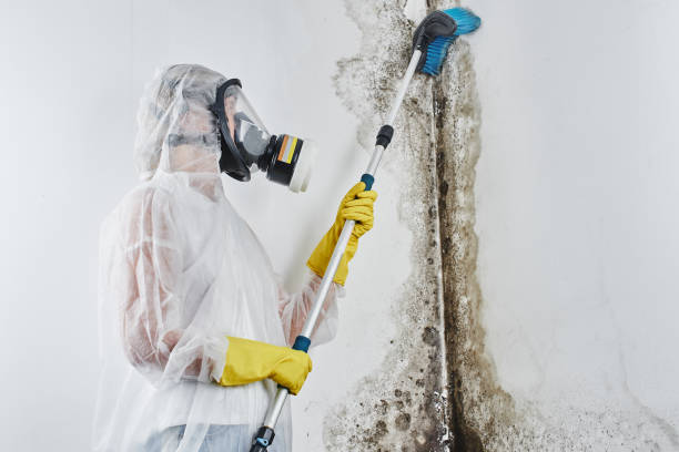 Best Mold Cleaning Services  in Driggs, ID
