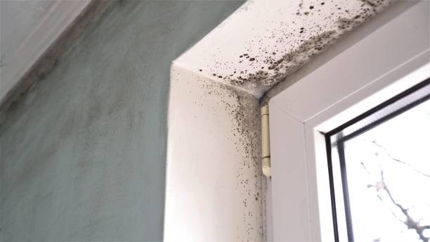 Best Mold Remediation  in Driggs, ID
