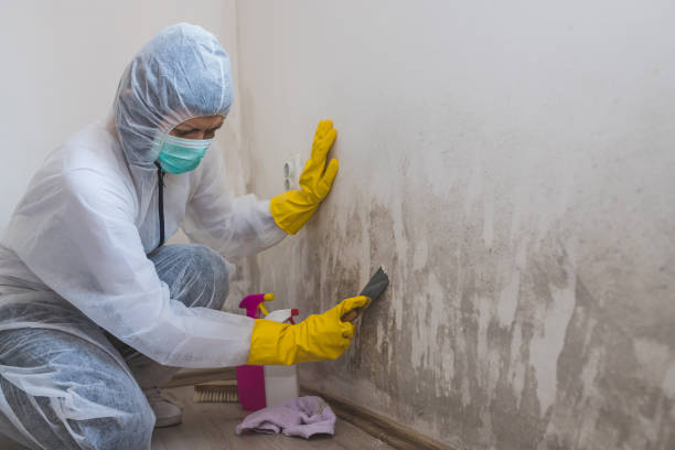 Best Affordable Mold Removal  in Driggs, ID