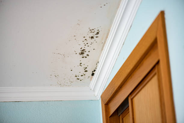 Best Crawl Space Mold Removal  in Driggs, ID