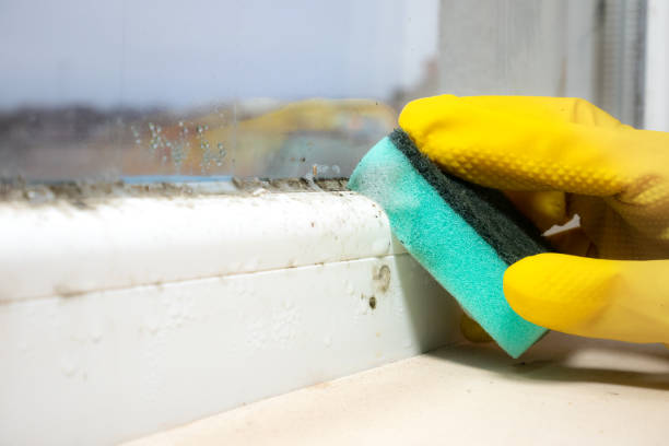 Attic Mold Removal in Driggs, ID