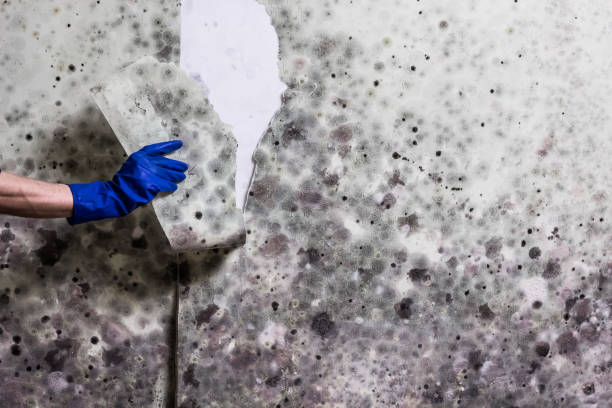 Best Same-Day Mold Removal  in Driggs, ID